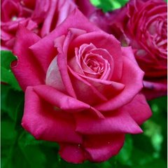 Роза Лолита Лемпика- Rose Lolita Lempicka 4-5л