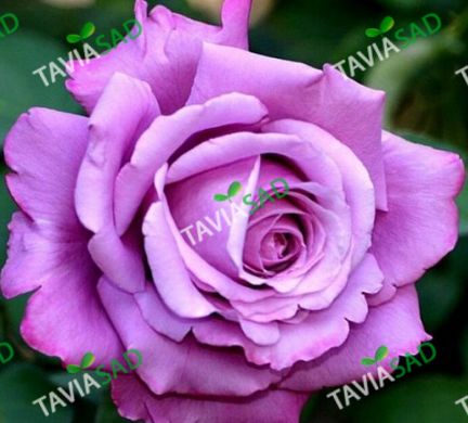 Троянда Шарль де Голь 7л