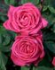 Роза Лолита Лемпика- Rose Lolita Lempicka 4-5л