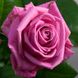 Троянда Аква 4л