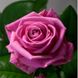 Троянда Аква 4л