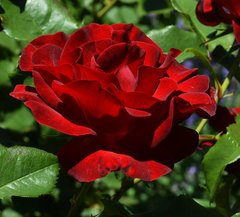 Роза Dame de Coeur (штамб) 10-15л