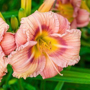Лилейник EveryDaylily Rose корневище