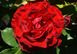 Роза Dame de Coeur (штамб) 10-15л