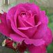 Троянда Пароле 4л 3 роки