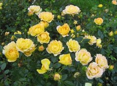 Роза Yellow Fairy (штамб)
