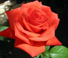 Роза Анжелика - Rose Angelique