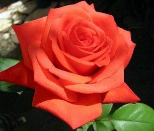 Роза Анжелика - Rose Angelique
