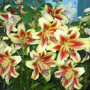 Лілія Holland Beaty ОТ гібрид 18/20 1шт