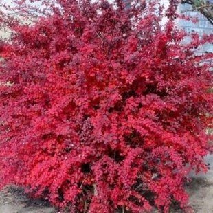 Барбарис Atropurpurea 3л