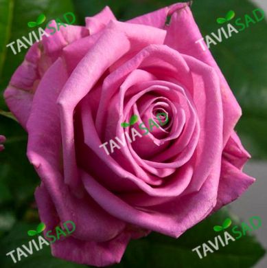 Троянда Равел 4л