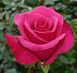 Троянда Равел 4л