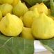 Інжир Сарі Апшеронський 7л 3 роки