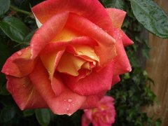 Роза Piccadilly (штамб)