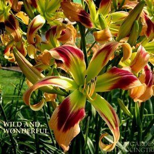 Лилейник Wild and Wonderful корневище