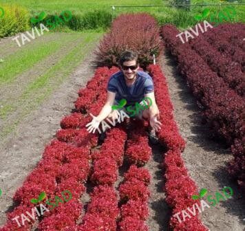 Барбарис Lutin Rouge 3л
