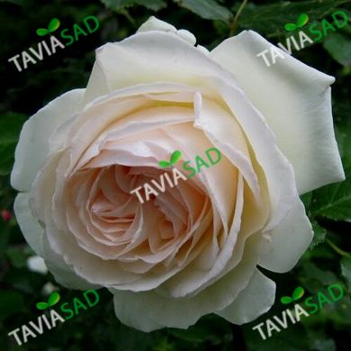 Троянда Палас Роял 4л