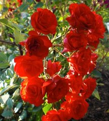 Роза Scarlet Maidiland (штамб)