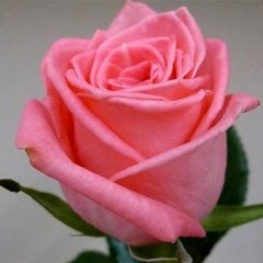 Роза Дольче Вита , Розовый