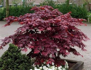 Клен palmatum Atropurpureum 5л