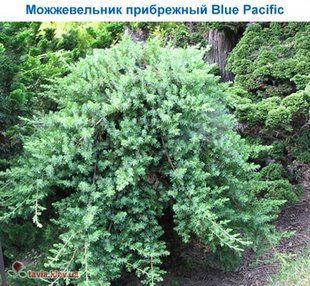 Можжевельник Blue Pacific 3л