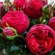 Троянда Ред Піано 7л
