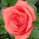 Троянда Дольче Віта, Рожевий