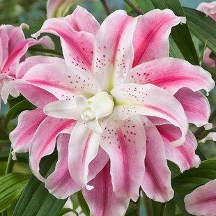 Лилия Sweet Rosy OR 14/16 1шт