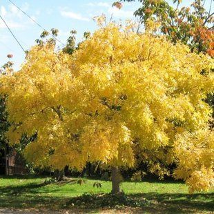 В'яз золотий glabra Lutescens 250-270 см 50л