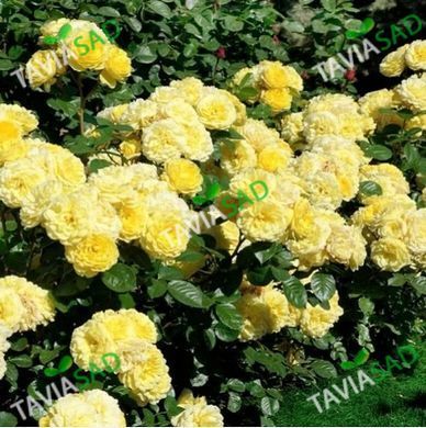 Роза Анни Дюпрей (роза Еллоу Мейлов) 3л