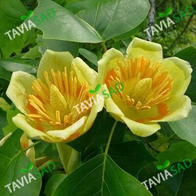 Тюльпановое дерево 5л 100-130см