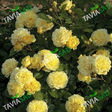 Роза Анни Дюпрей (роза Еллоу Мейлов) 3л